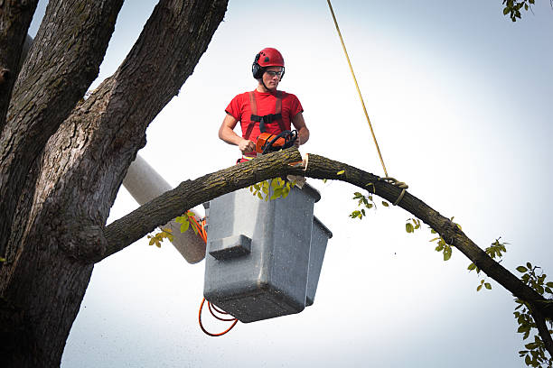 How Our Tree Care Process Works  in  Mount Shasta, CA