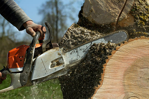 Professional Tree Services in Mount Shasta, CA